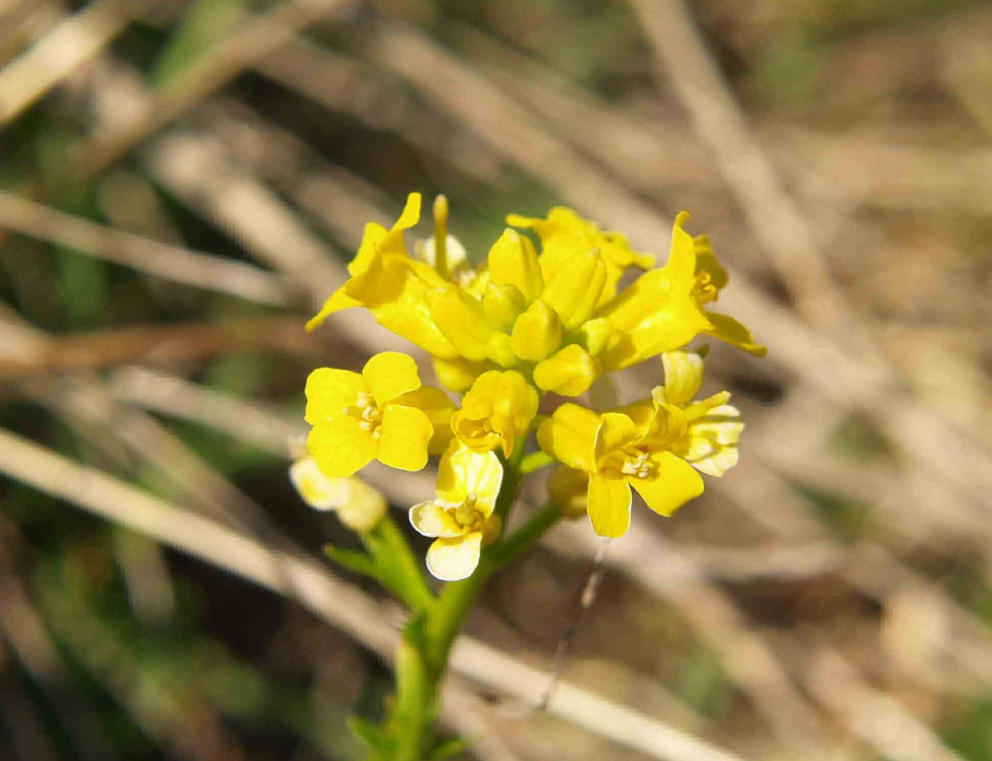 Winter Cress, Intermediate